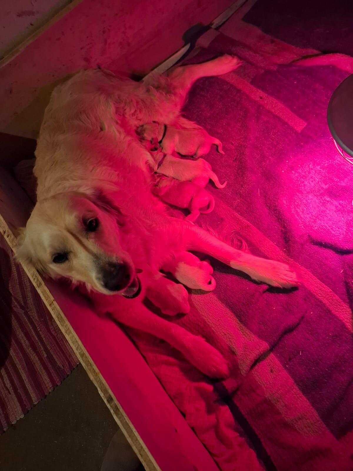 Golden Retriever Welpen 3