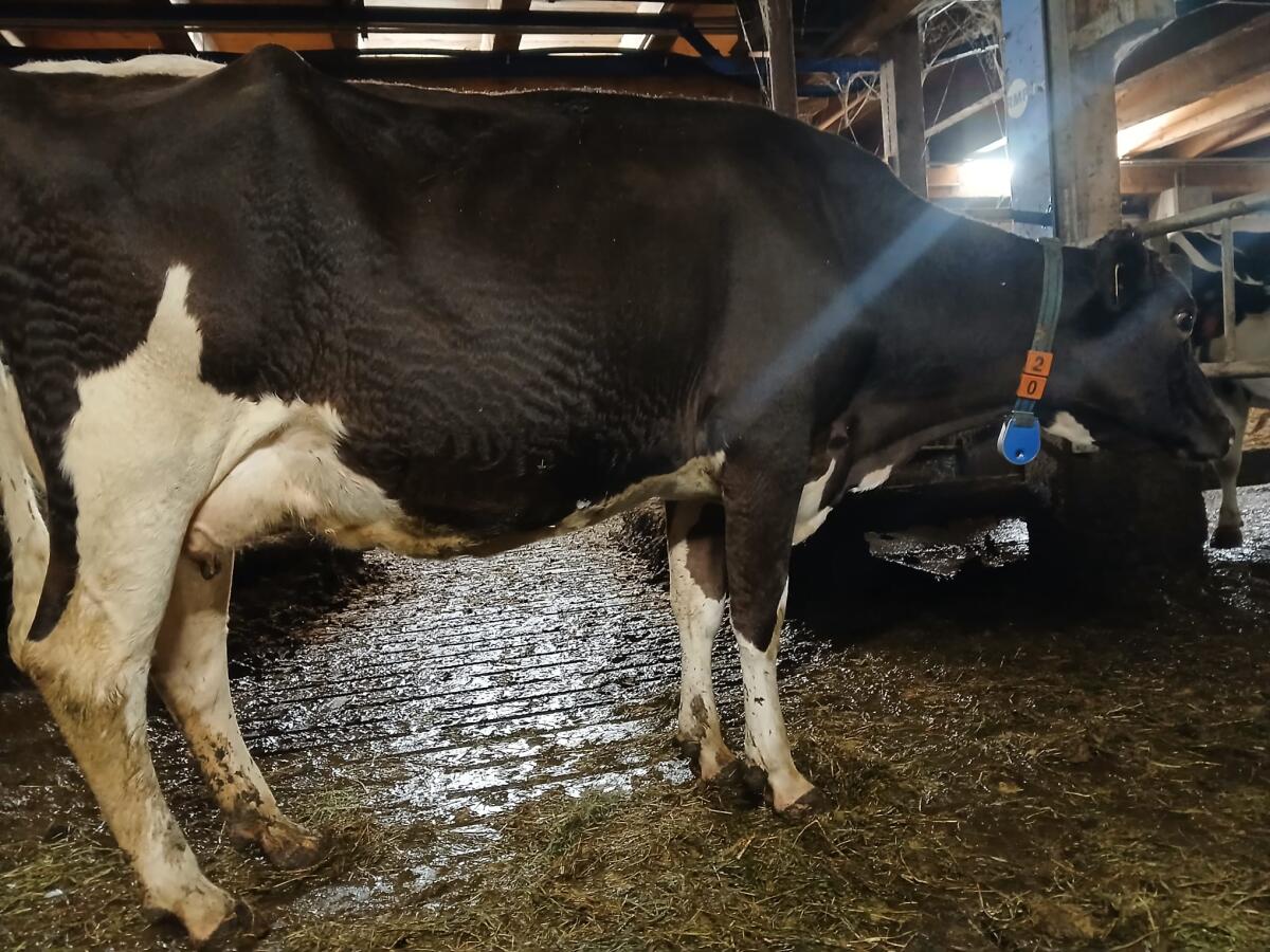 BIO Kuh in 2. Laktation 2