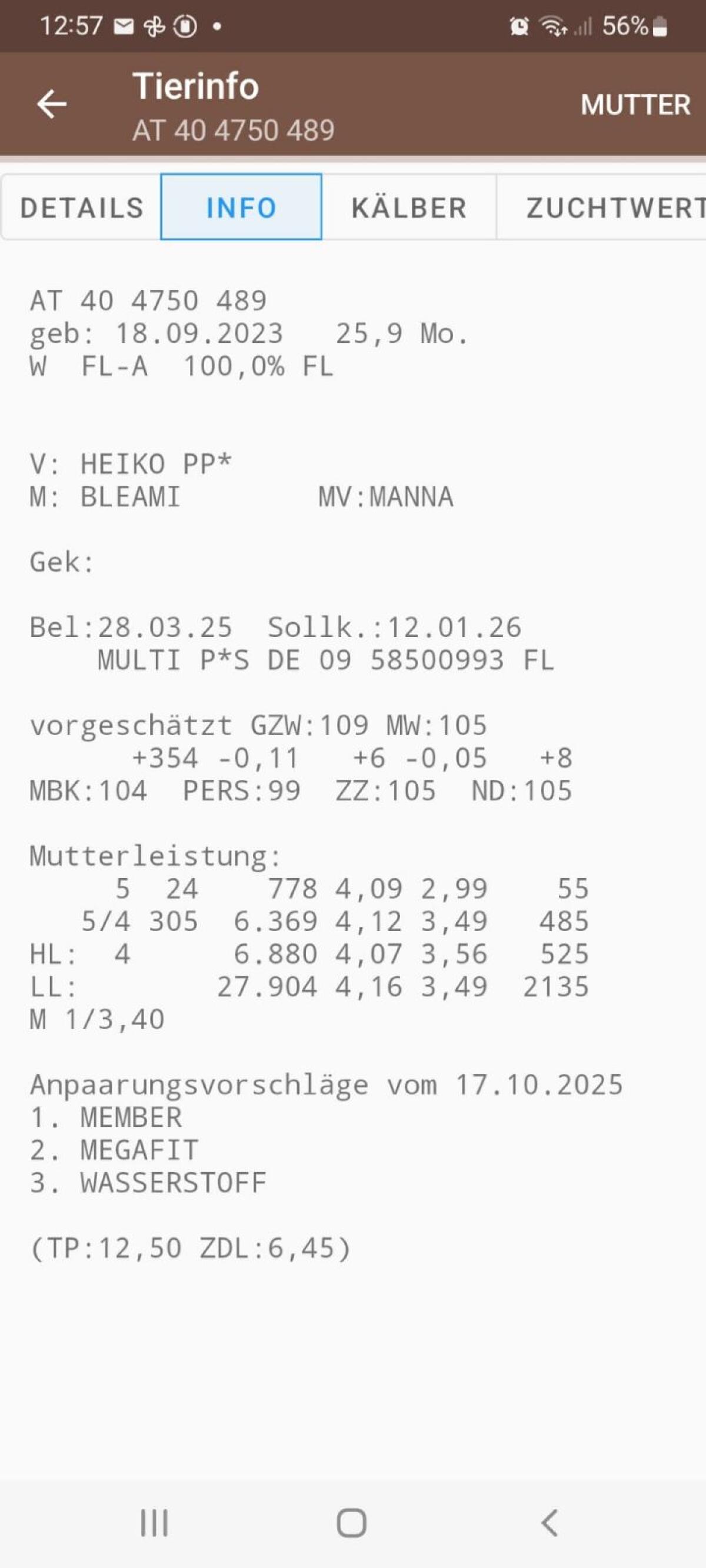 Trächtige Bio Fleckvieh Kalbin 2