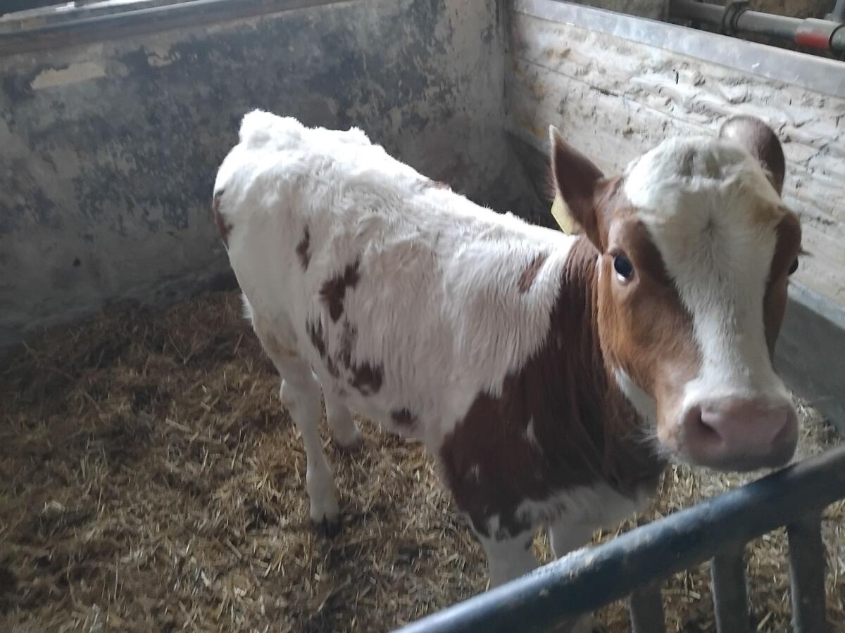 Verkaufe Kalb 2