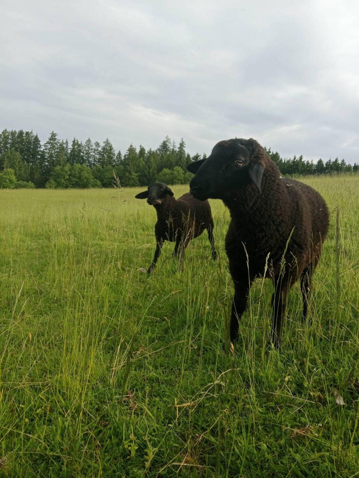 BIO-Merino-Juraschafböcke 2