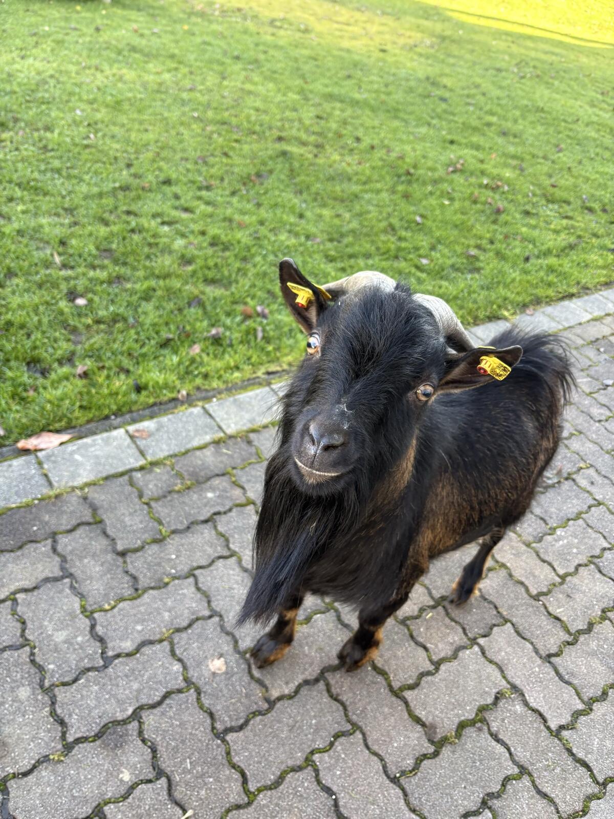 Mini Bock Hänsel 2