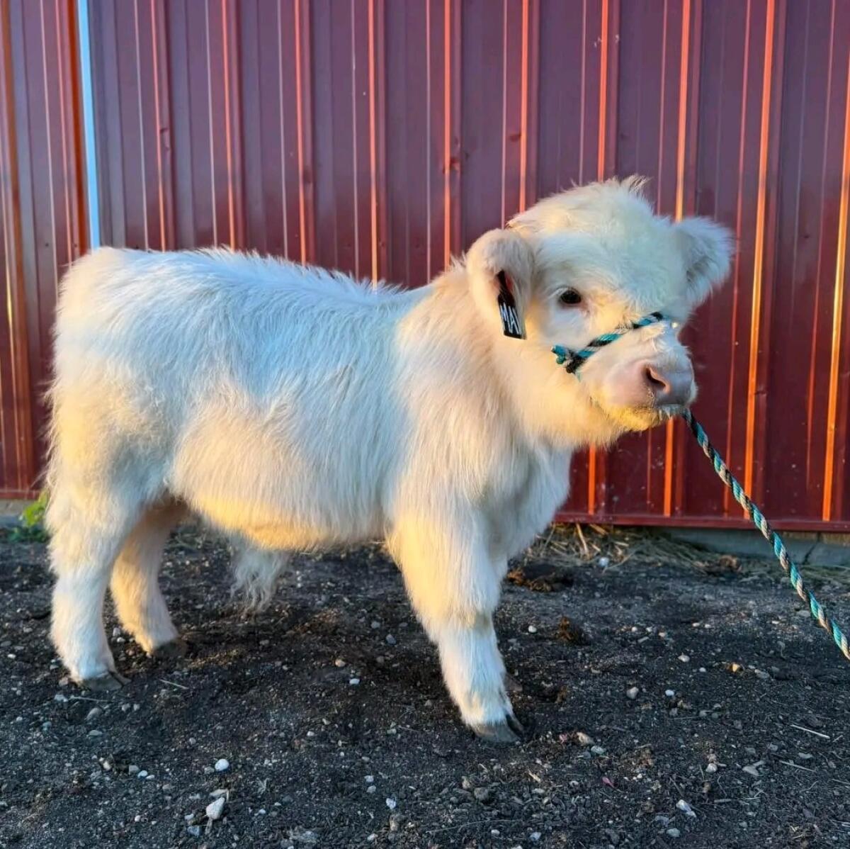 Mini-Highland-Kalb – Robust, schön und pflegeleicht 2