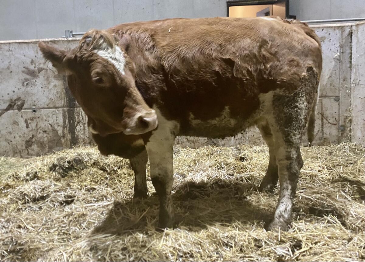 Bio Fleckvieh Kalbin trächtig 2