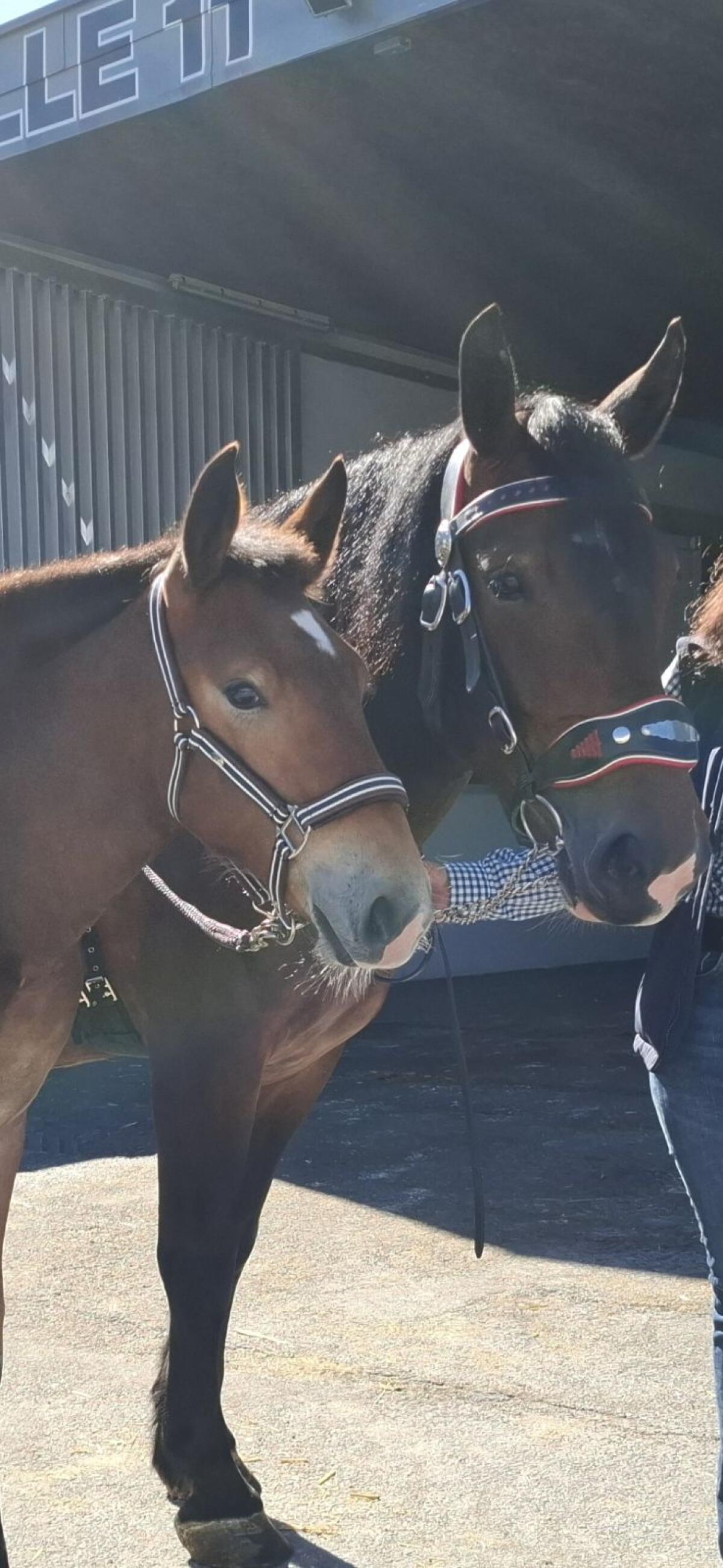 Noriker-Stutfohlen 2