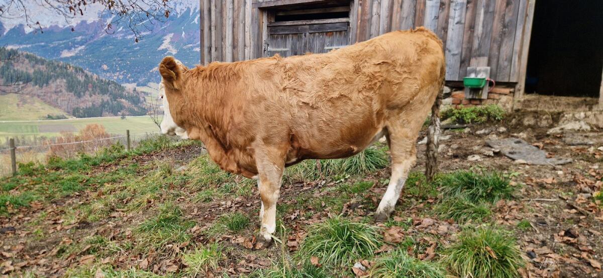 BIO Fleckvieh Kalbin 2