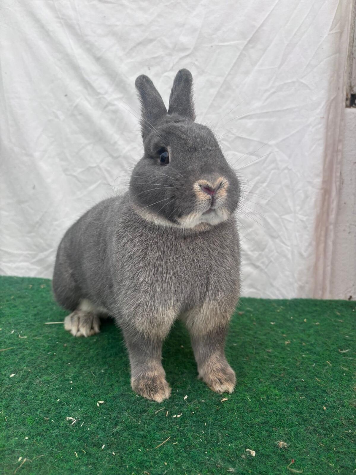 Zuchtstamm Perlfeh aus 2024 3