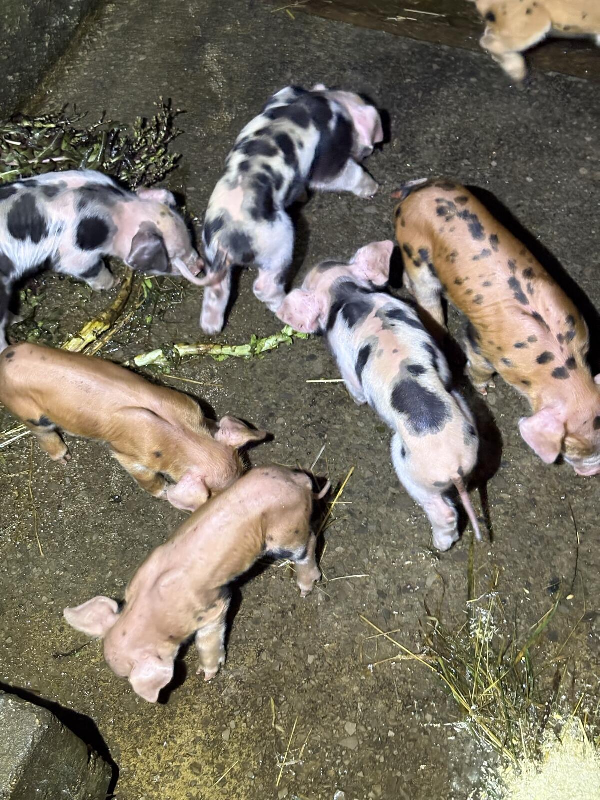 BIO Ferkel Schwäbisch Duroc x Pietrain 3