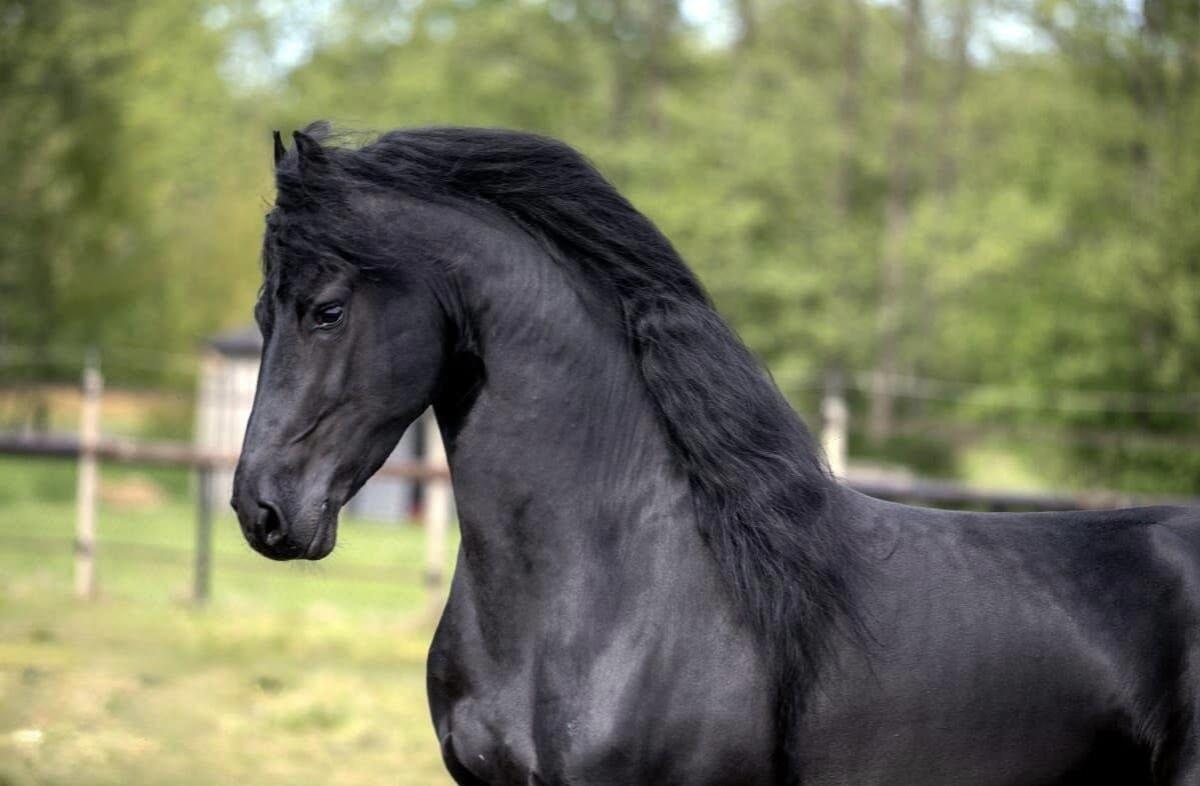 Wunderschöner Wallach 1