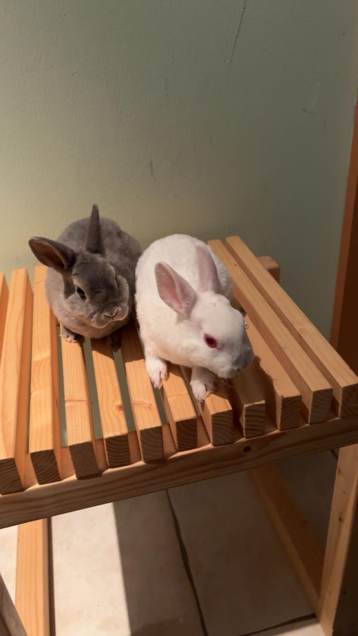 Klein-Rex Kaninchen 3