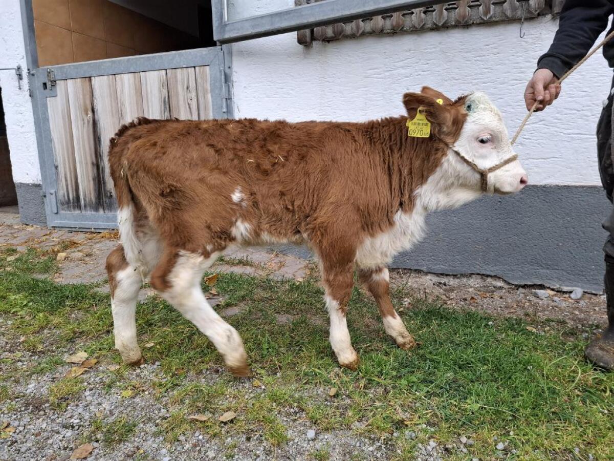 Bio FV Zuchtkalb zu verkaufen 2