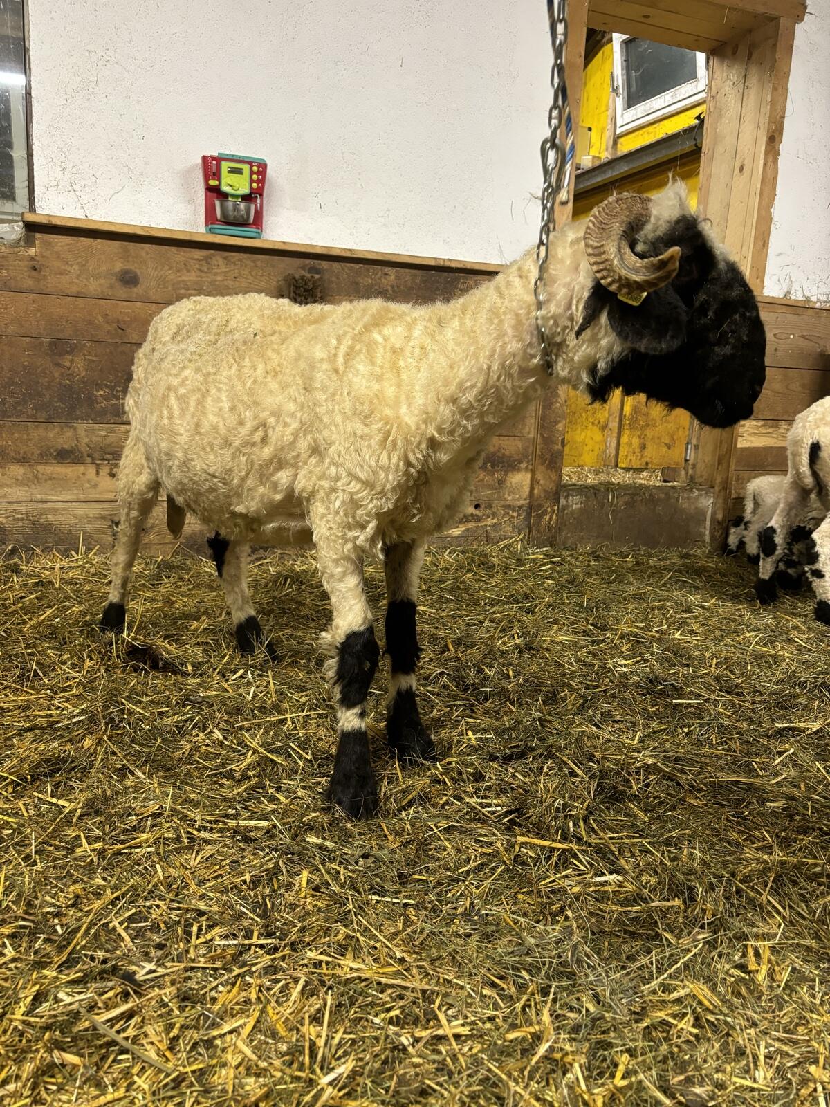 Walliser Schwarznasen Schaf 2