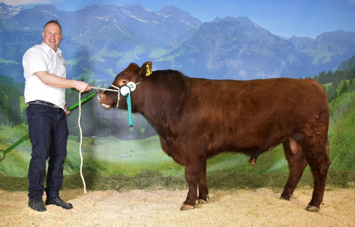 Deutsch Angus Zuchtstiere reinerbig hornlos 2