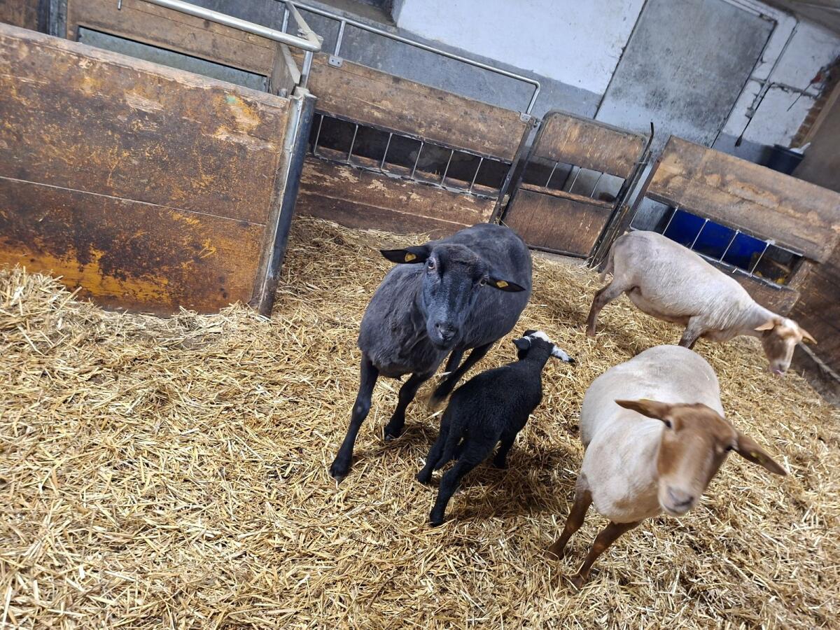 Jura Schaf mit Lamm 2