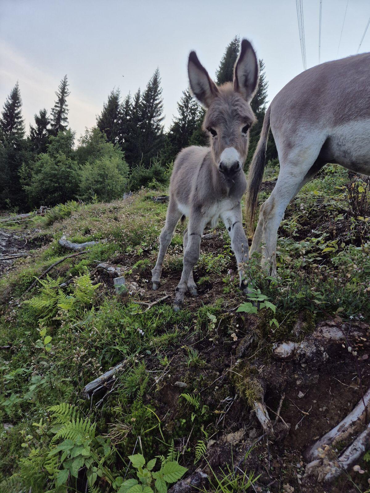 Zwergesel Stutfohlen 2
