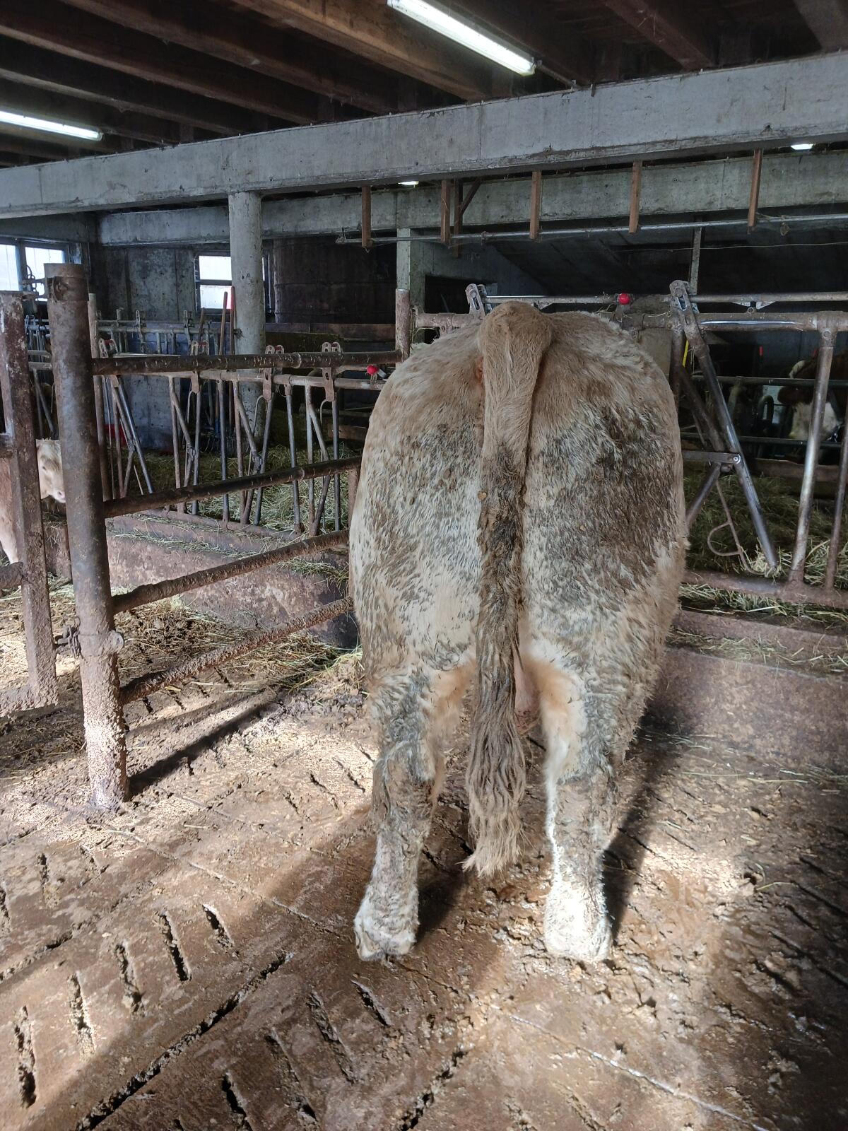 Verkaufe Charolaisstier 3