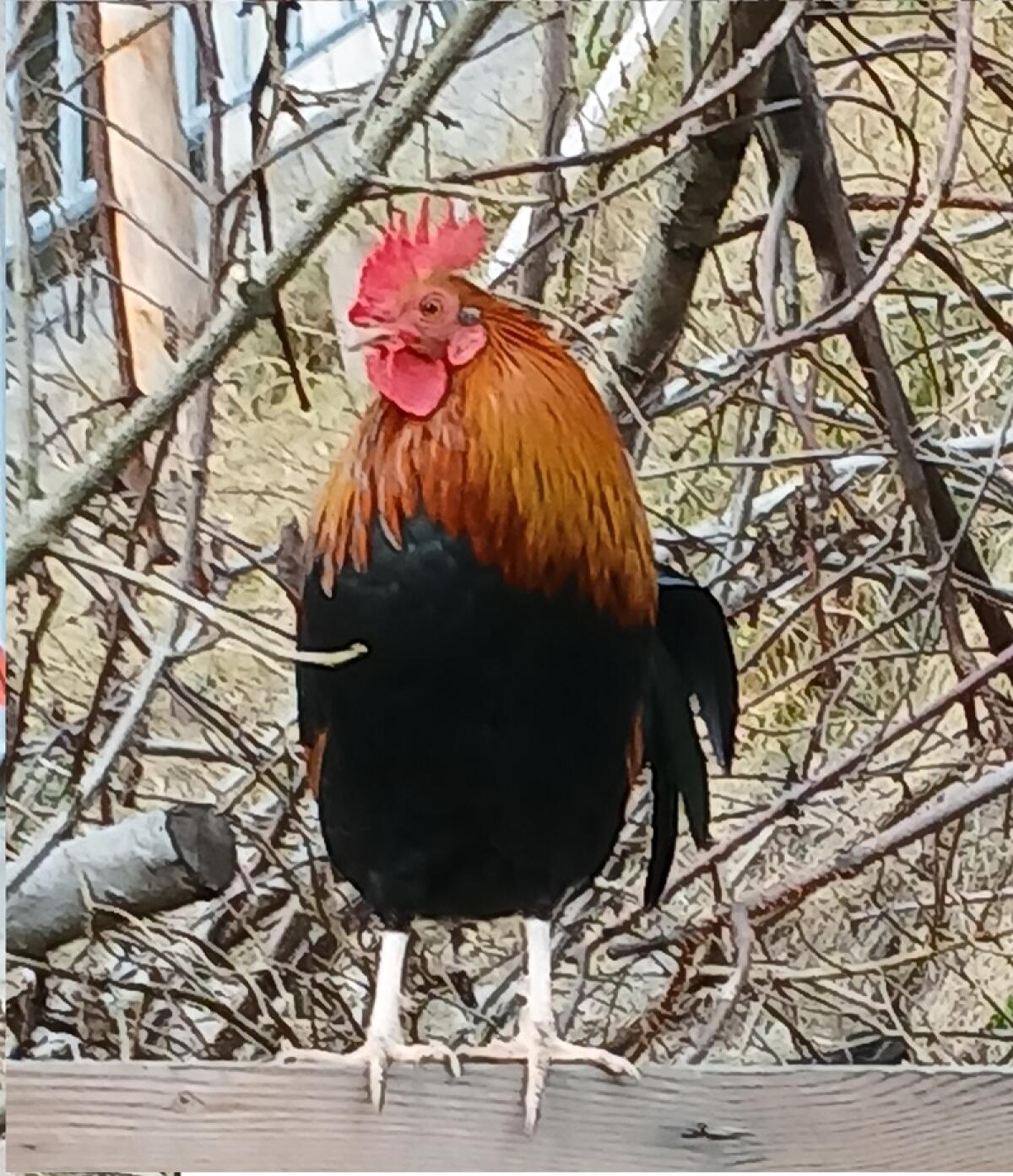 Steinpiperl Hahn abzugeben 2