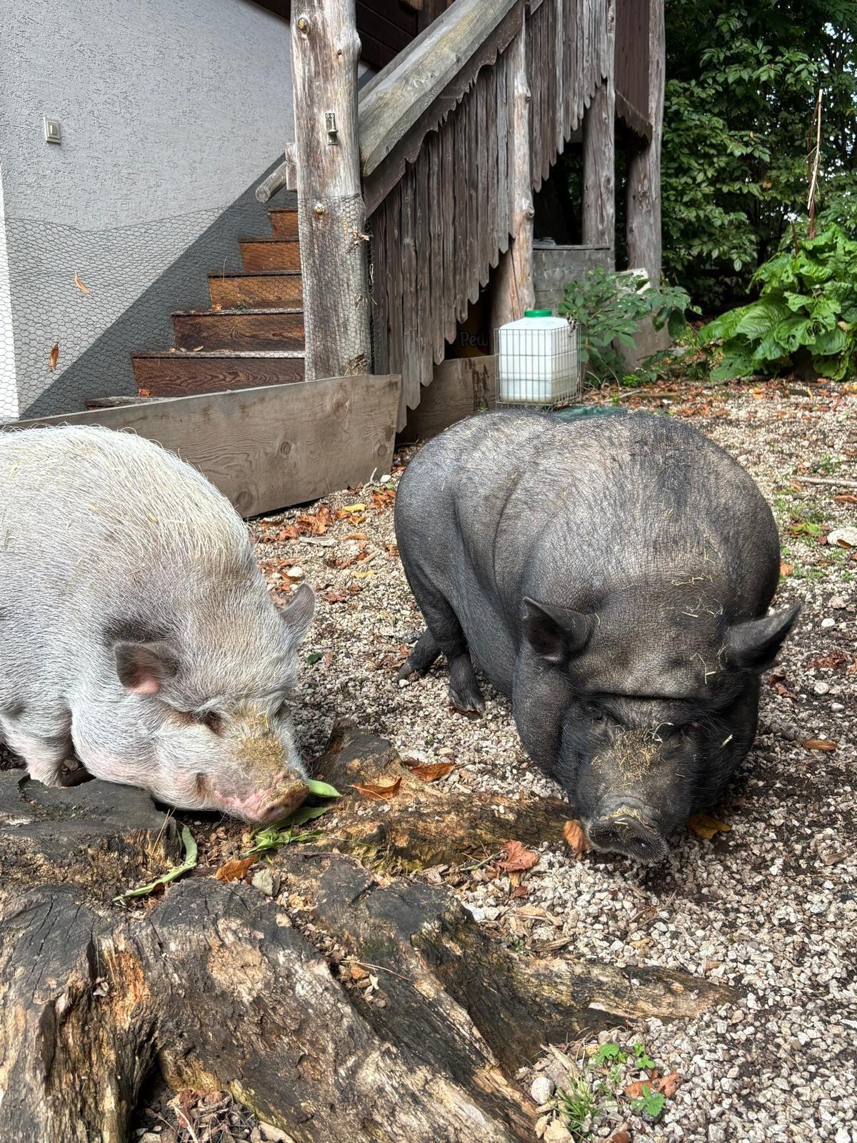 Hängebauchschwein 1