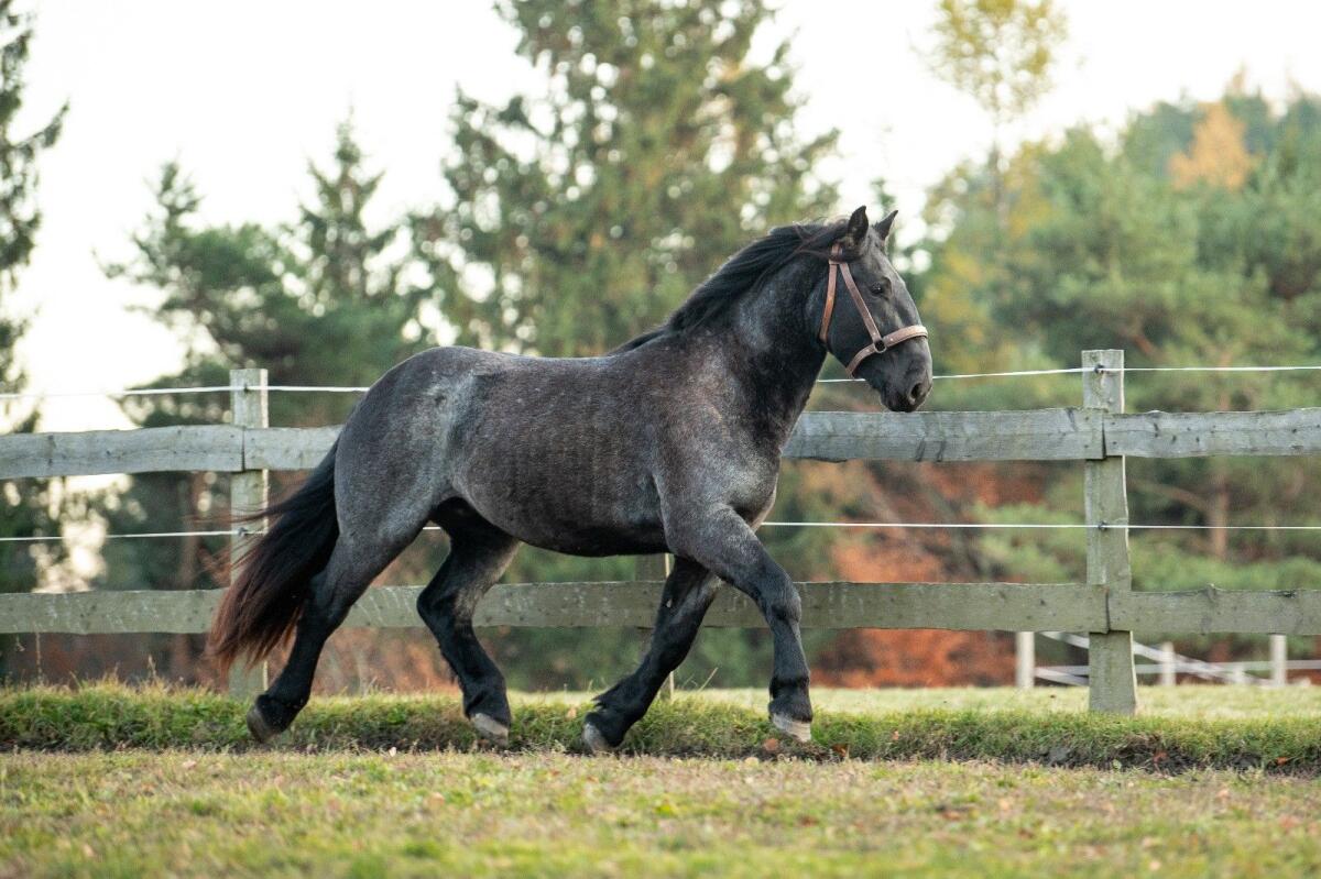 Noriker Mohrenkopfwallach 2