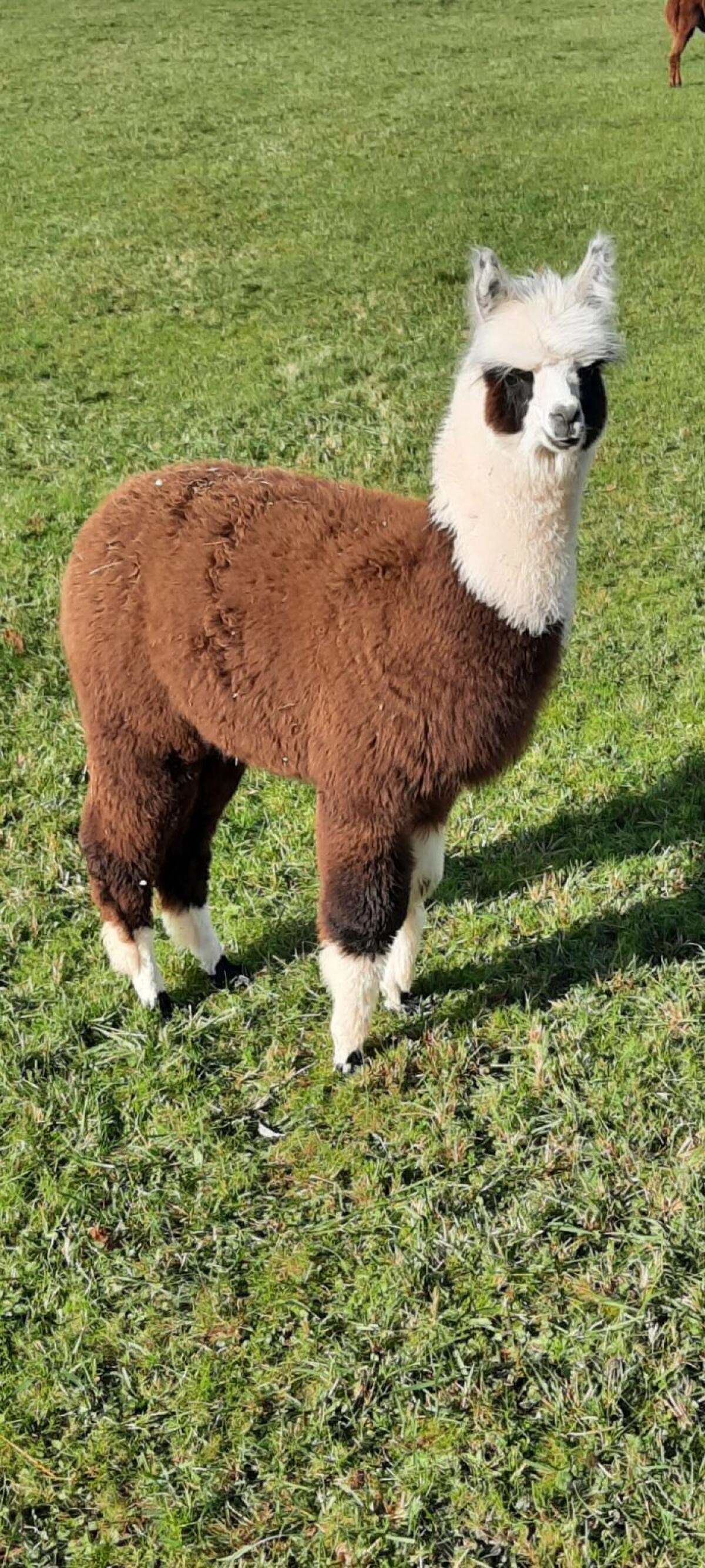 Alpaka-Junghengste 2