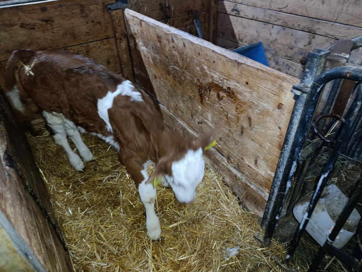 Bio Fleckvieh Stierkalb 1