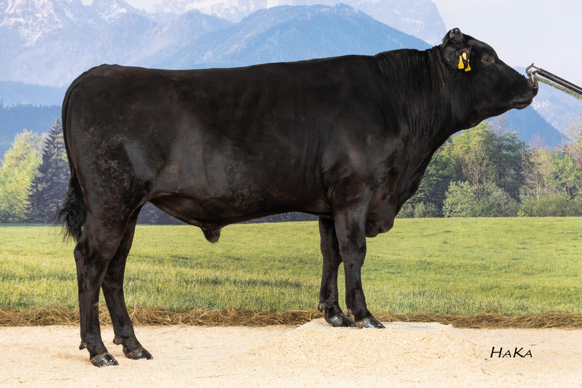 Wagyu-Sperma – 7 Bullen, Herdebuch A, Erbehlerfrei. 3