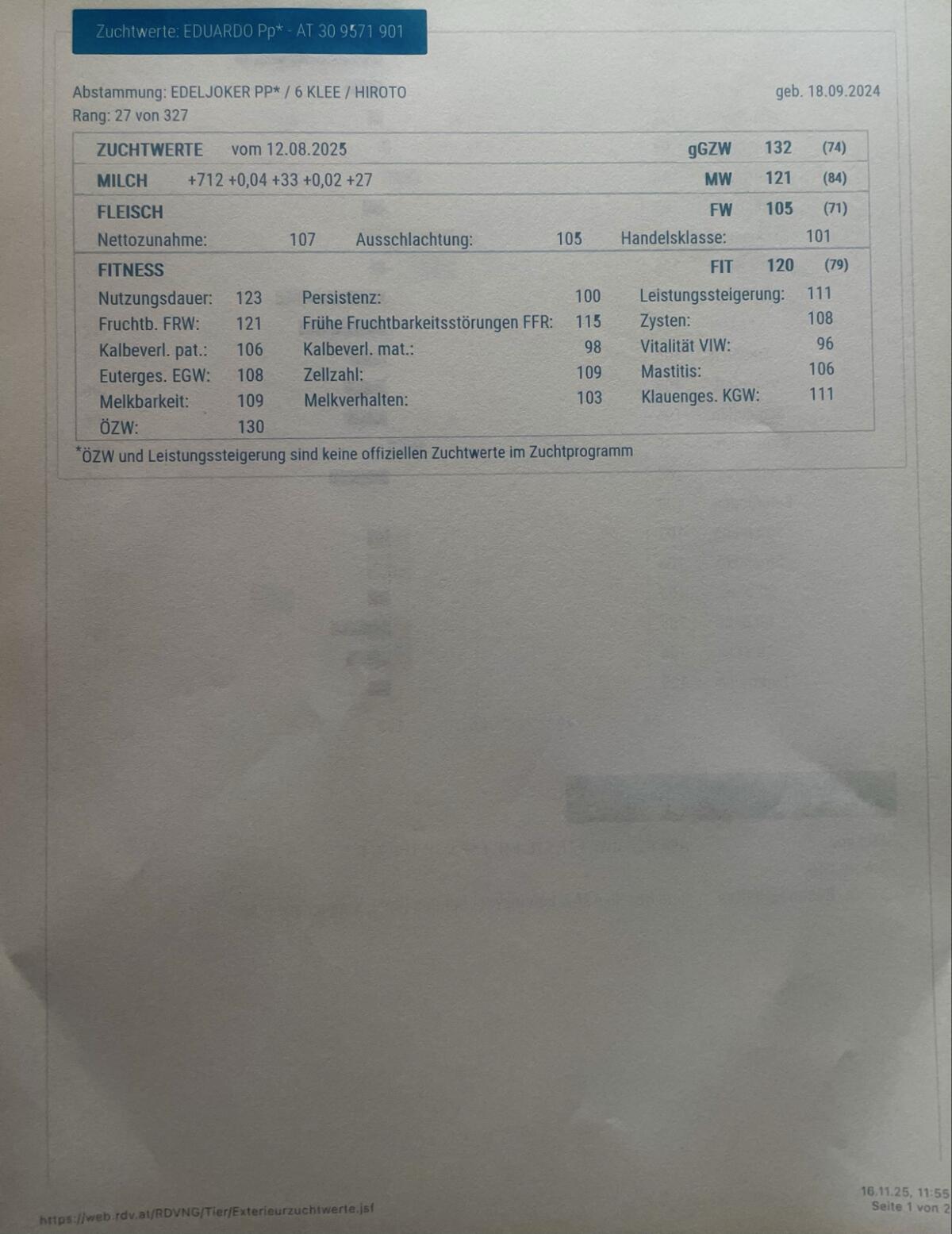 Hornlose Deckstiere 14 Monate 3