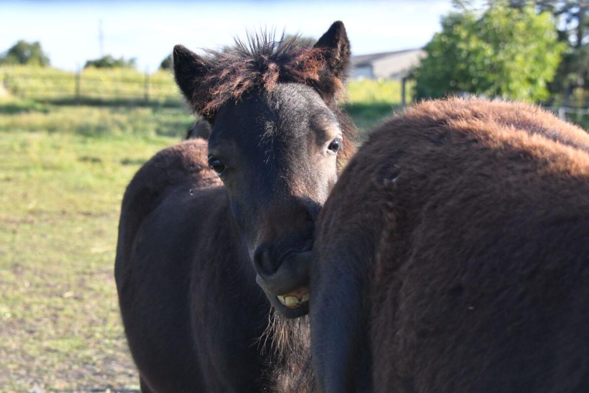 Original Shetlandpony Stute mit Stutfohlen aus 2025 3