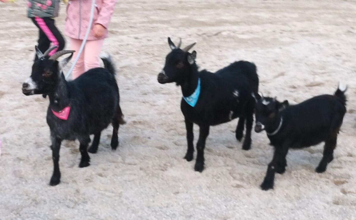 Weibliche Minizwergziege 2