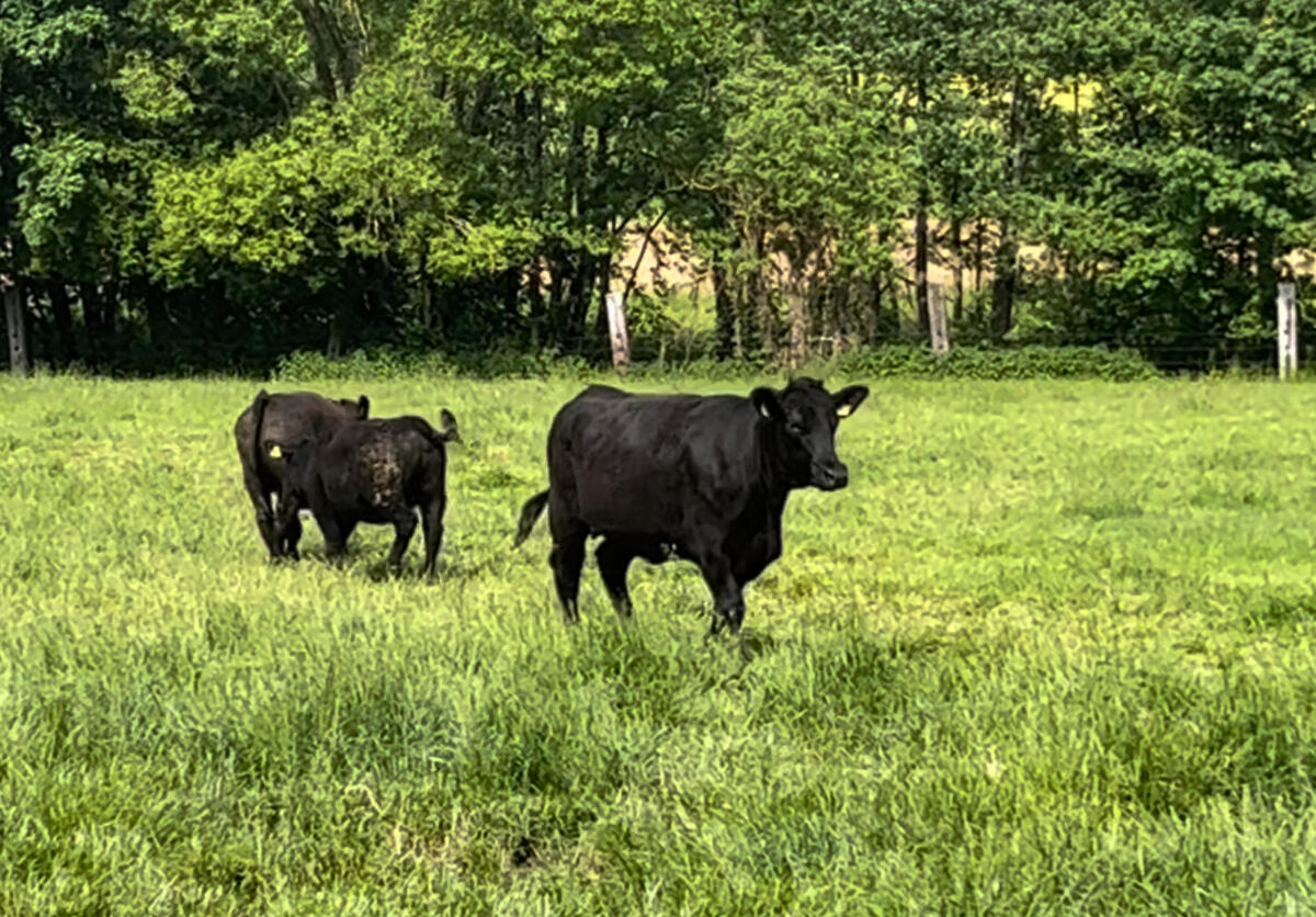 Angus-Rinder zu verkaufen 3