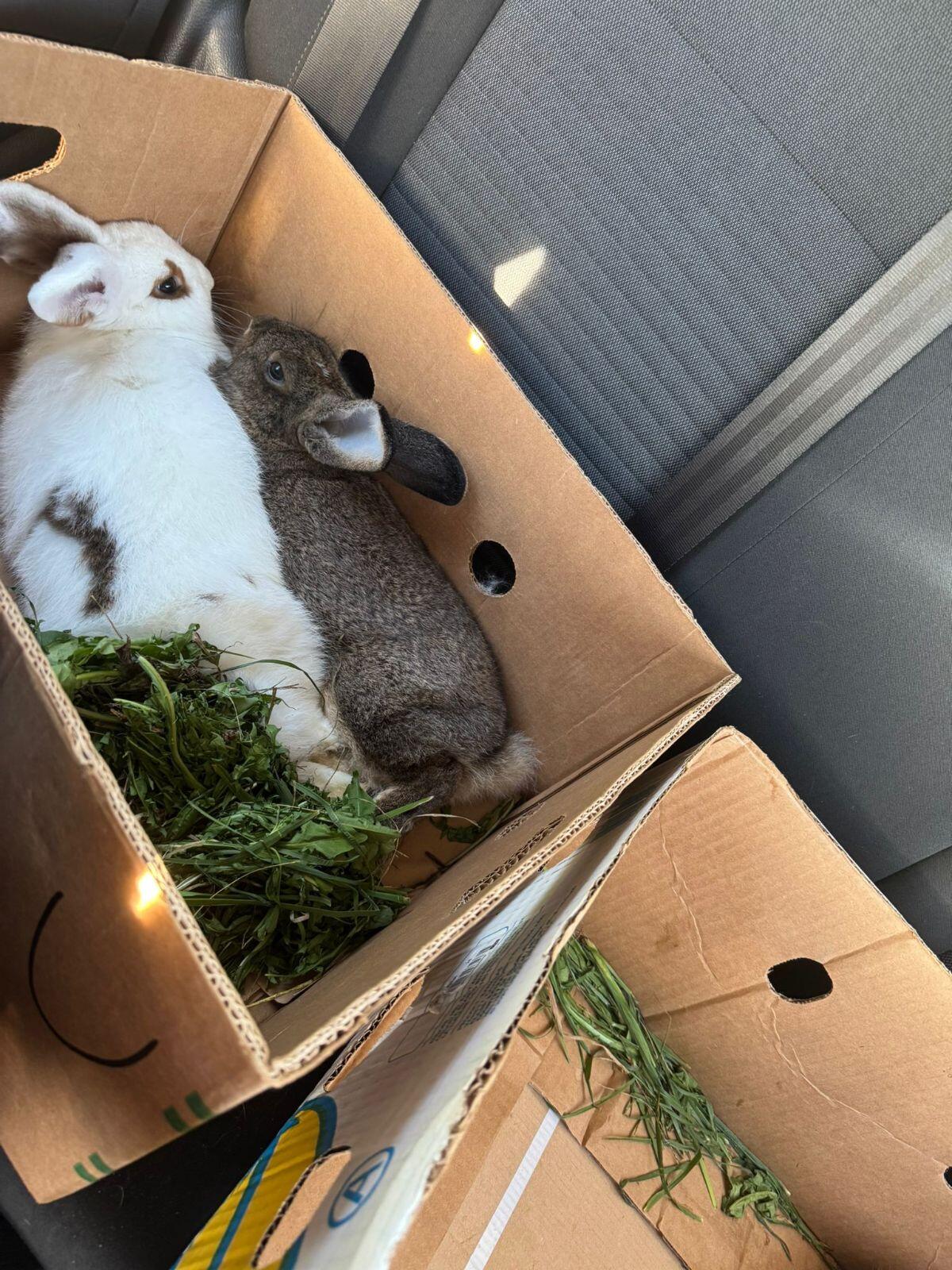 Zucht, Fleisch, Kuschelhasen 2