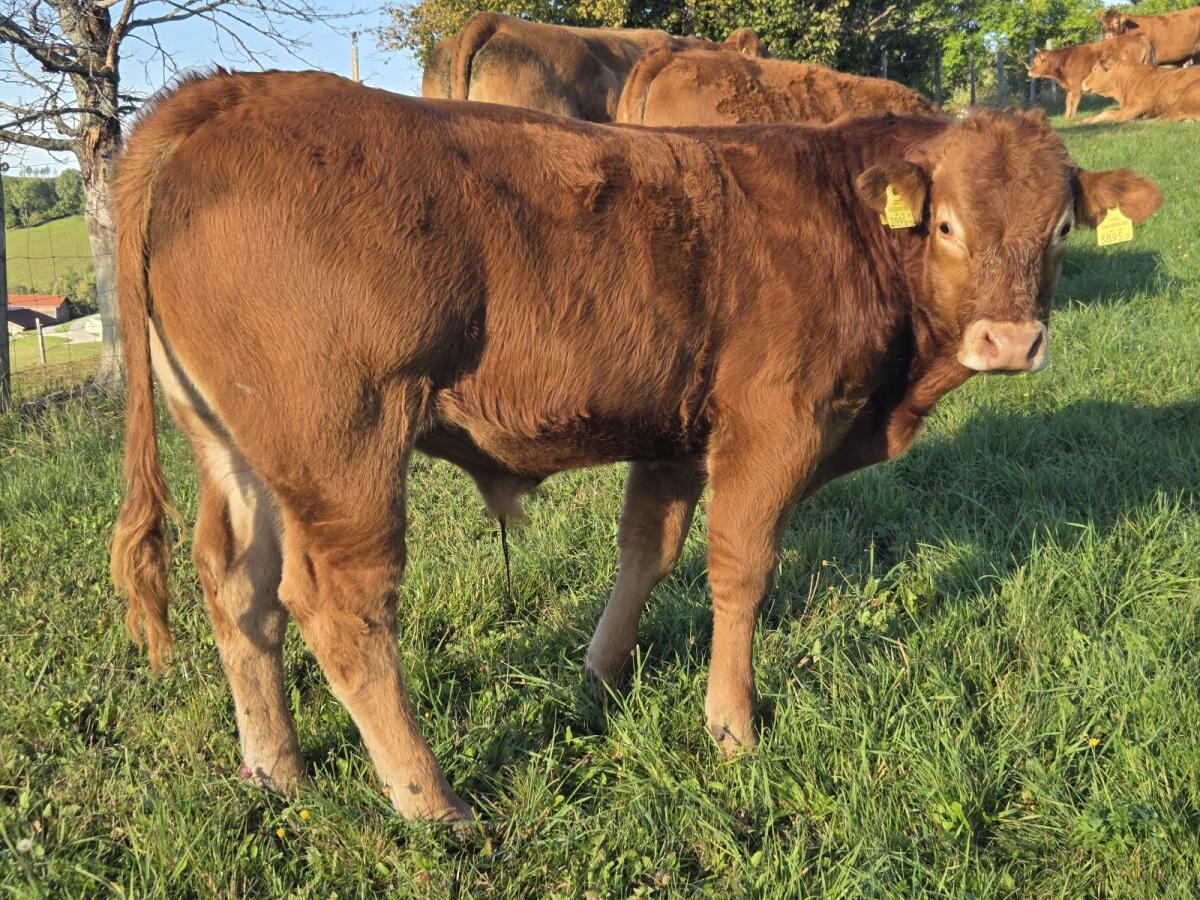 Limousin-Jungstiere 2