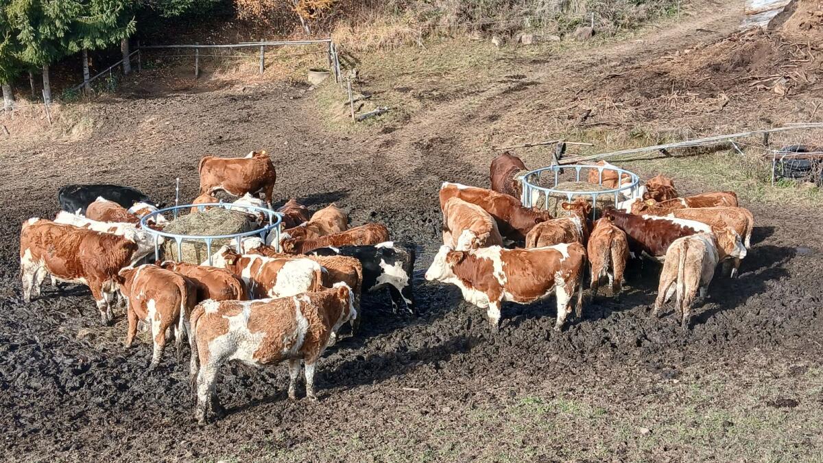 Bio-Kalbinnen für Mutterkuhhalter 1