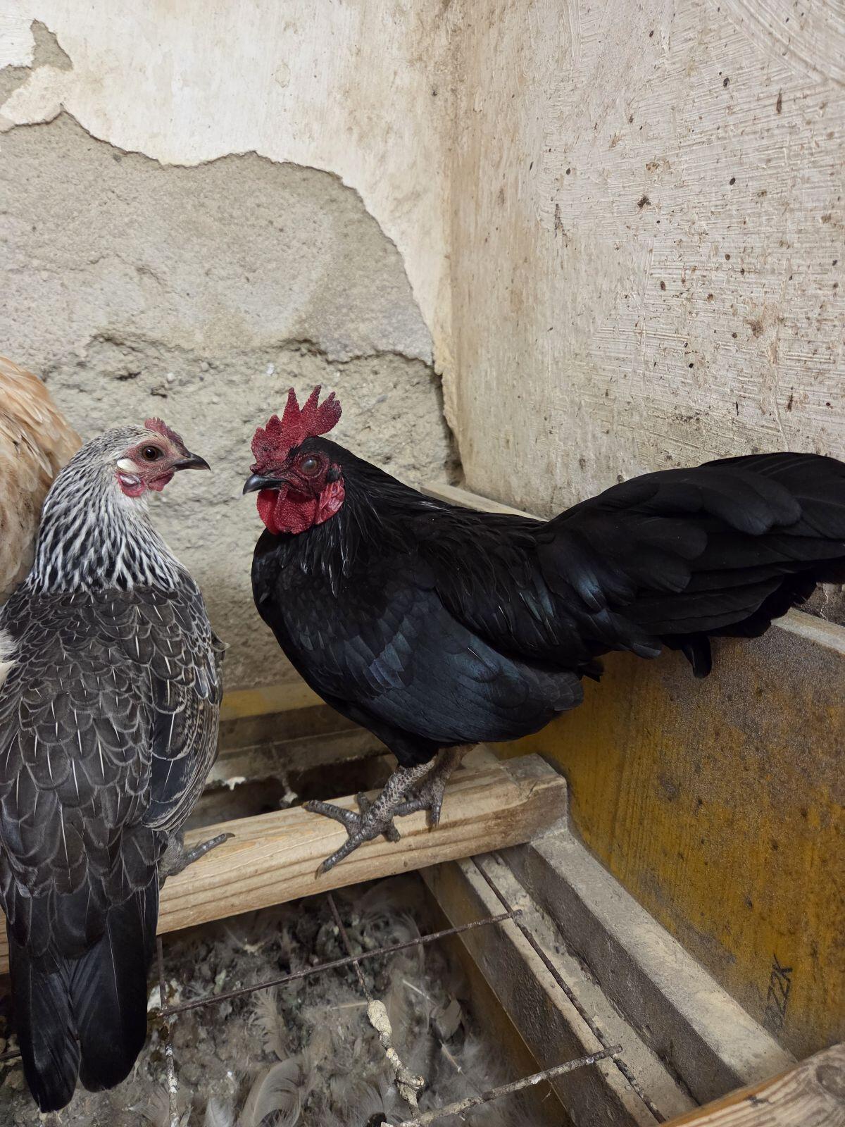 Steinpiperl Stoanhendl Steinhendl 3