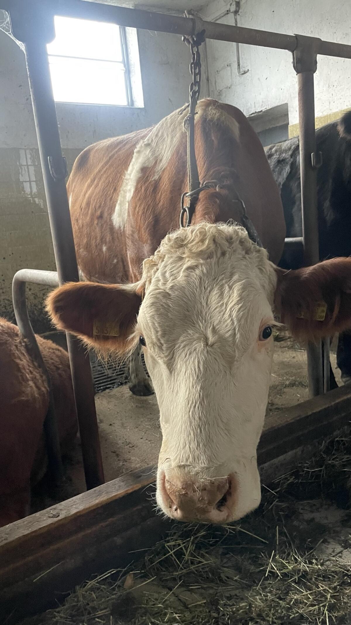 Trächtige Bio-Fleckvieh Zuchtkalbin 2