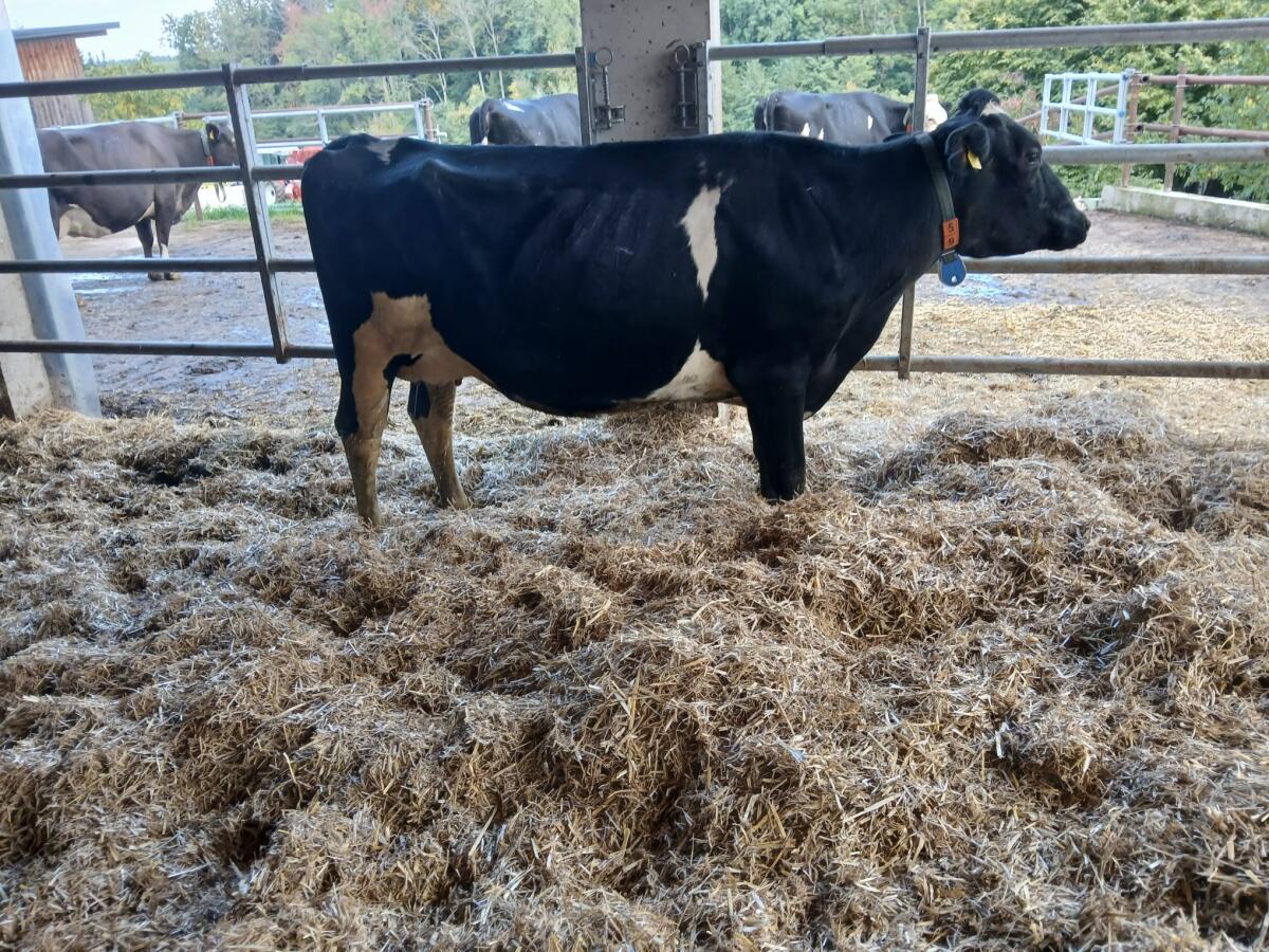 BIO-Kuh 2. Laktation 1