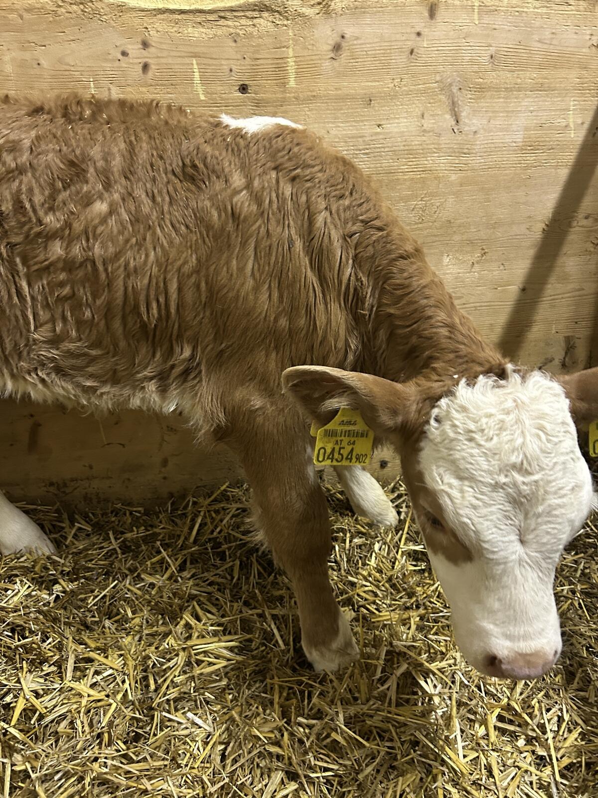 Verkaufe Fleckvieh Kuhkalb 2