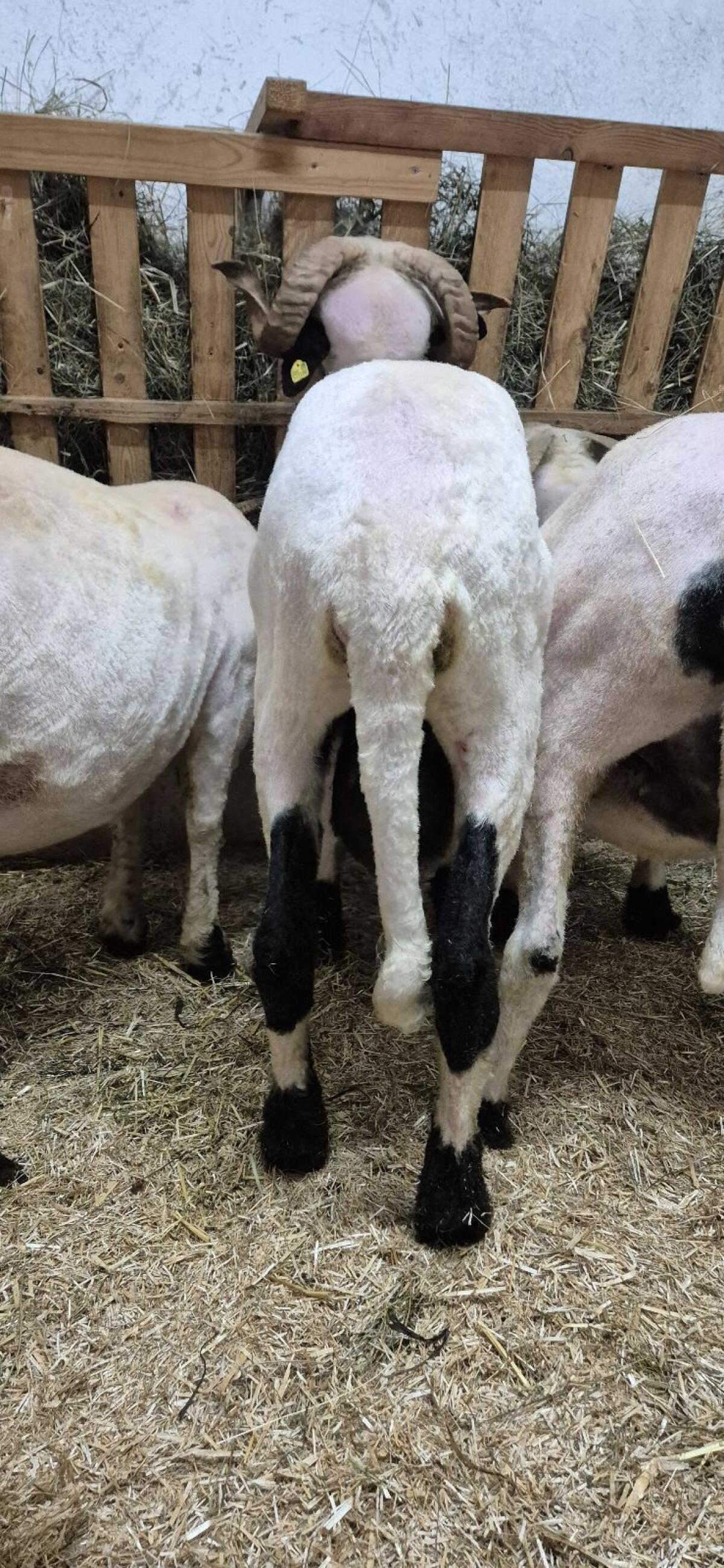 Walliser Schwarznasenwidder 3