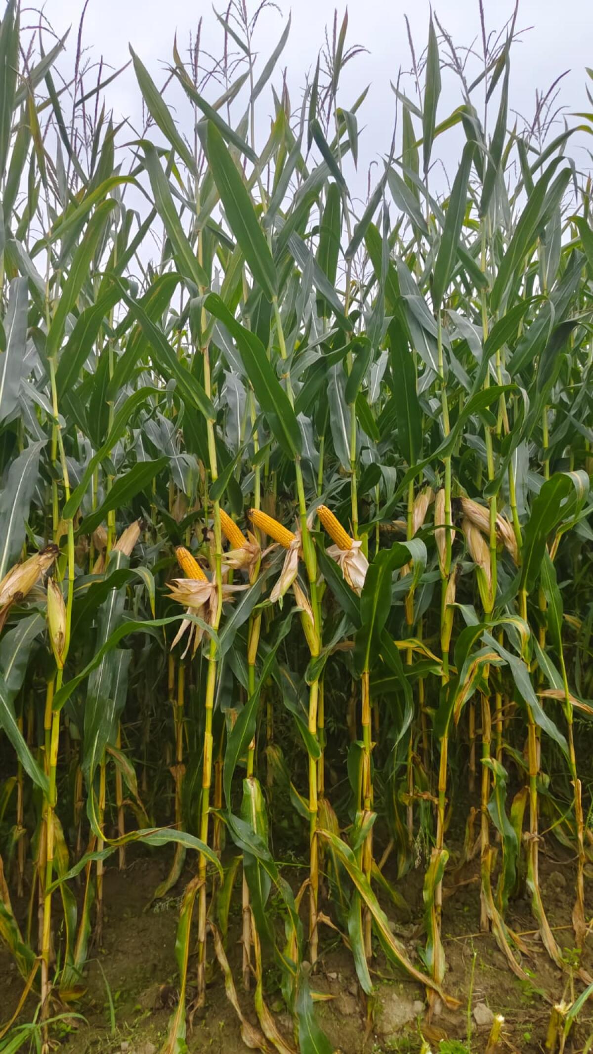 Biomais Bio Austria Qualität 1