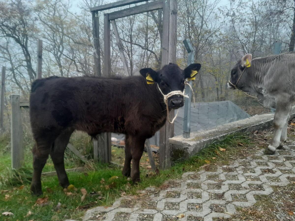 Stierkalb Angus x Original Braunvieh 1