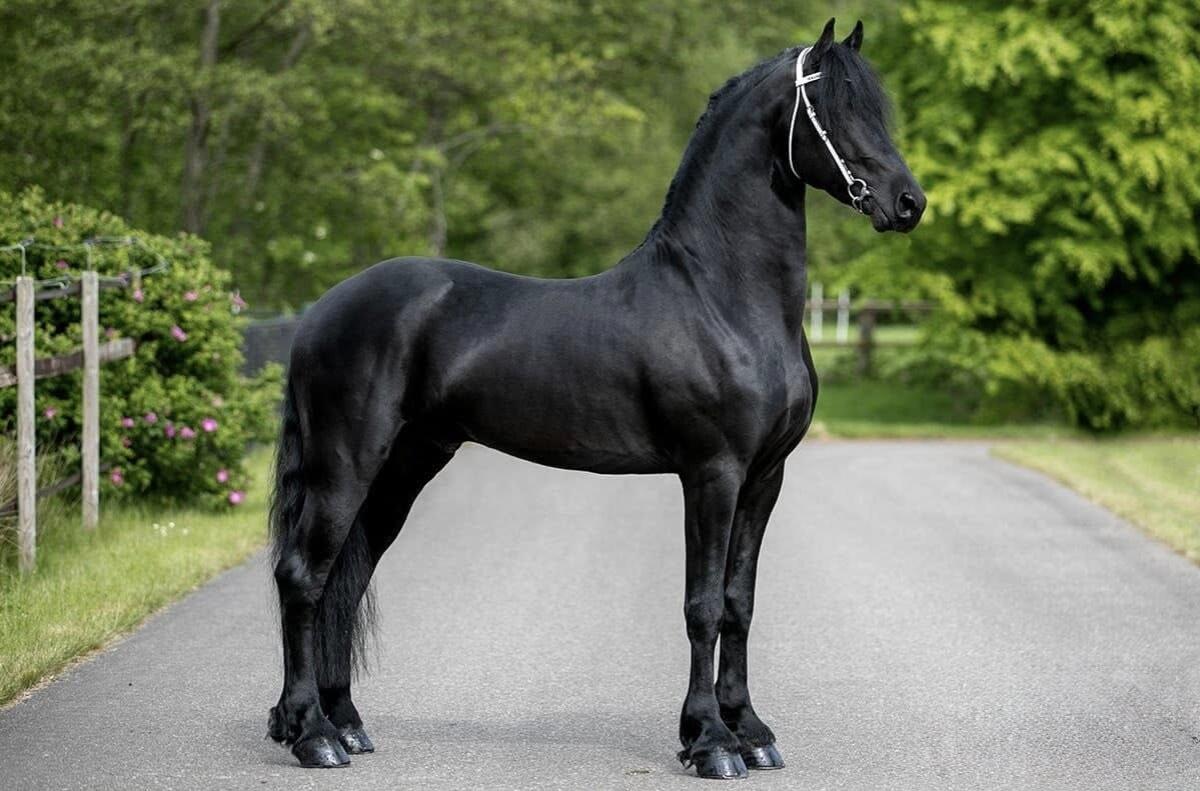 Schwarzer Friesenwallach - Dante 2