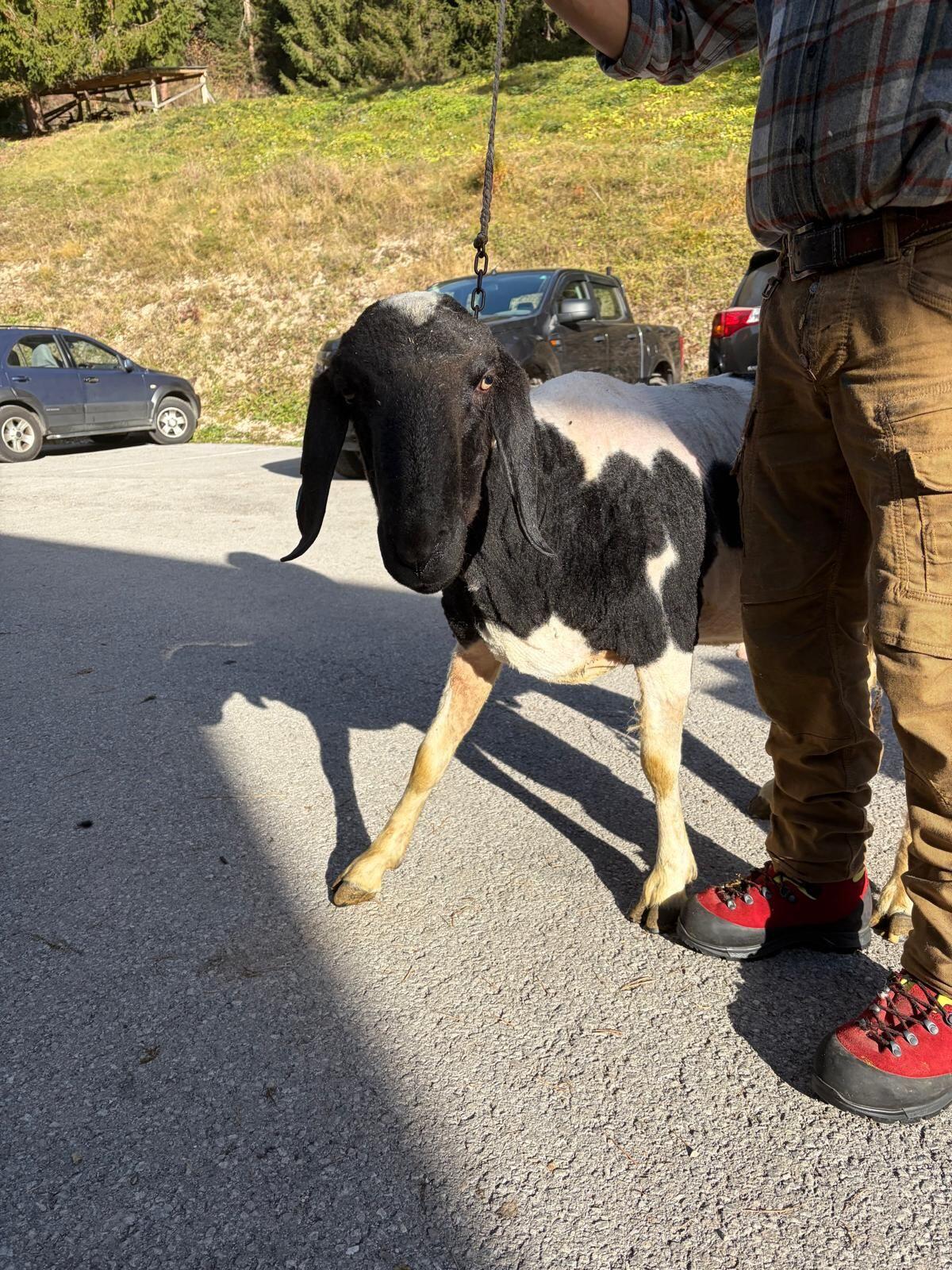 Bergschafwidder ohne Hb 3