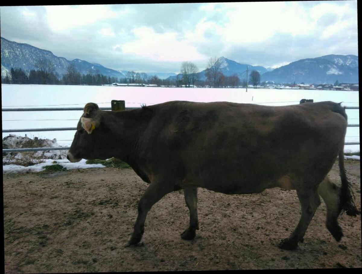 Verkaufe aus Bio Heubetrieb tragende Kalbinnen und Kühe 2