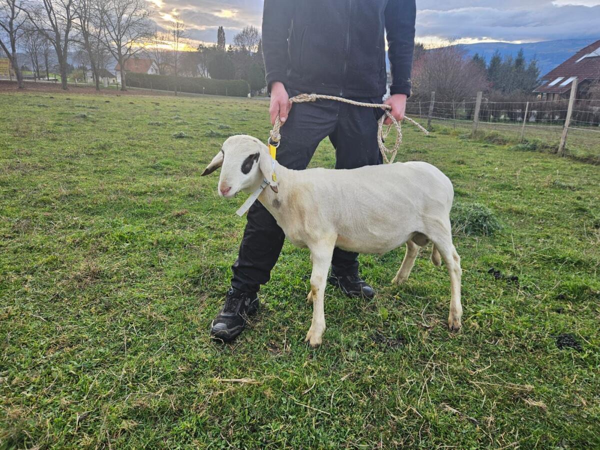 Brillenschaf Widder 1