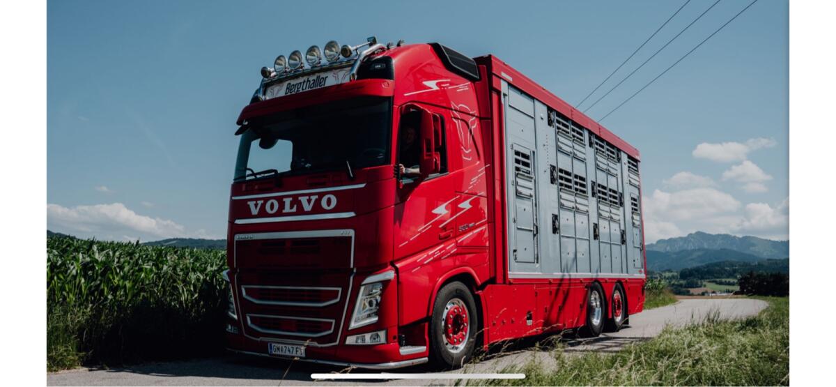 LKW-Fahrer für Lebendtiertransport 3