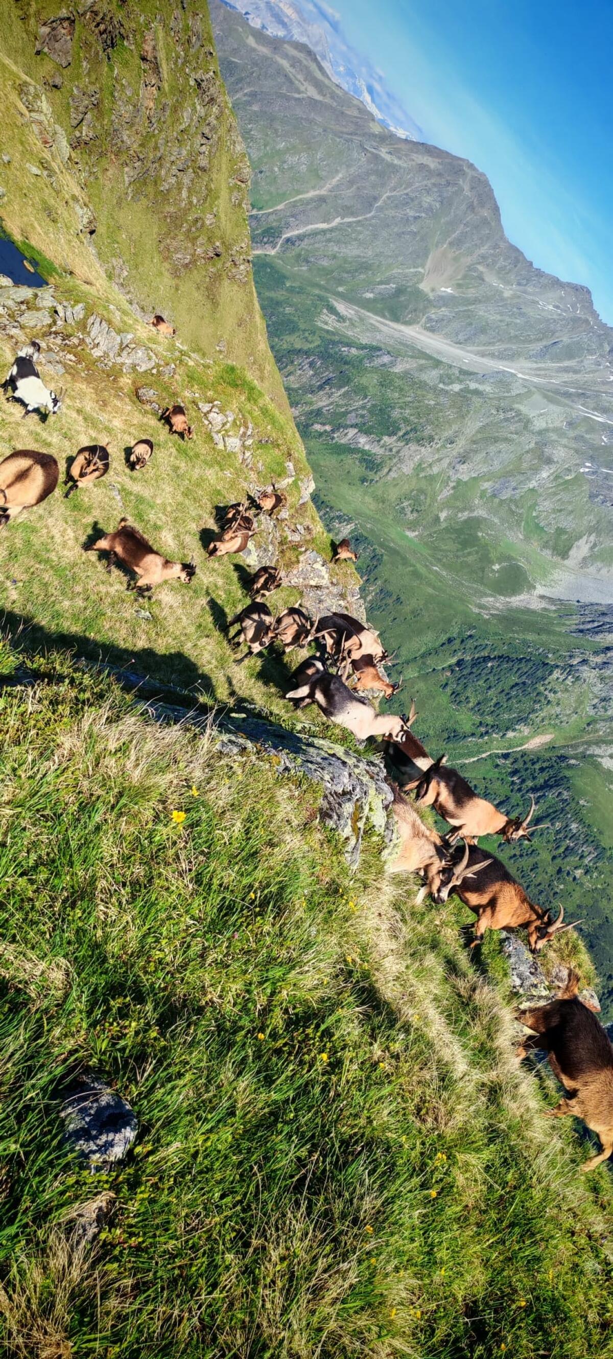 Ziegen zu verkaufen 1
