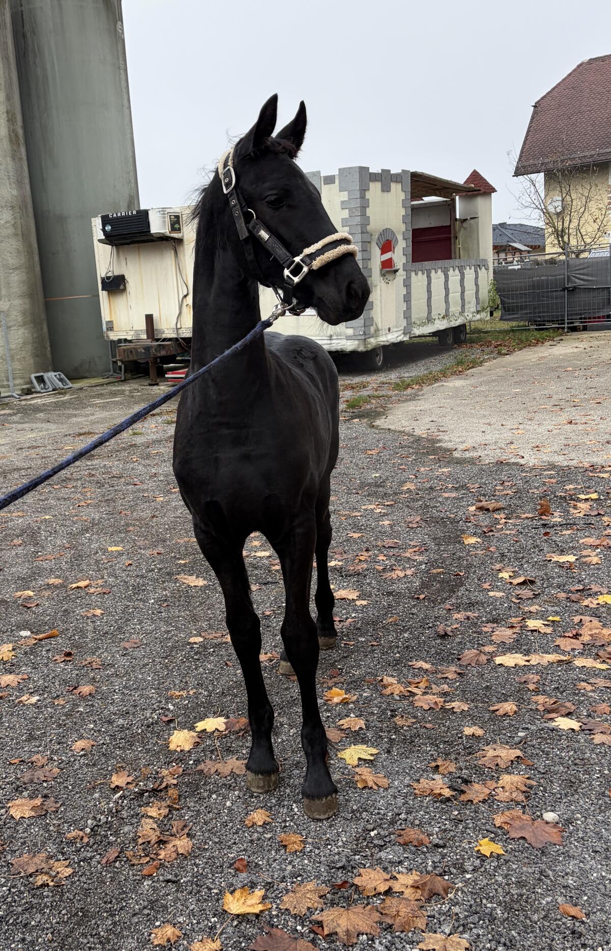 Friesenfohlen zu verkaufen 3