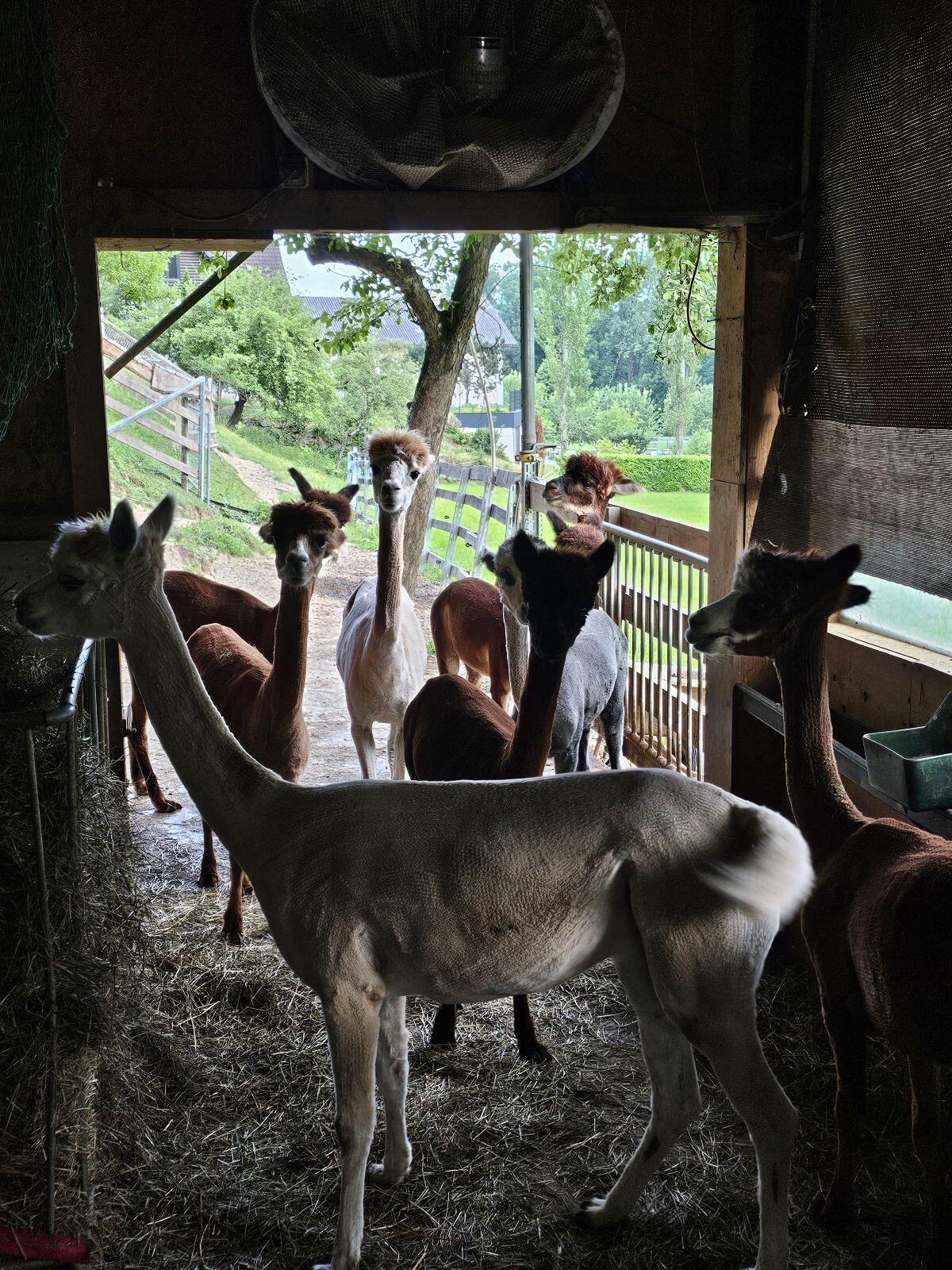 Alpakas zu verkaufen 2