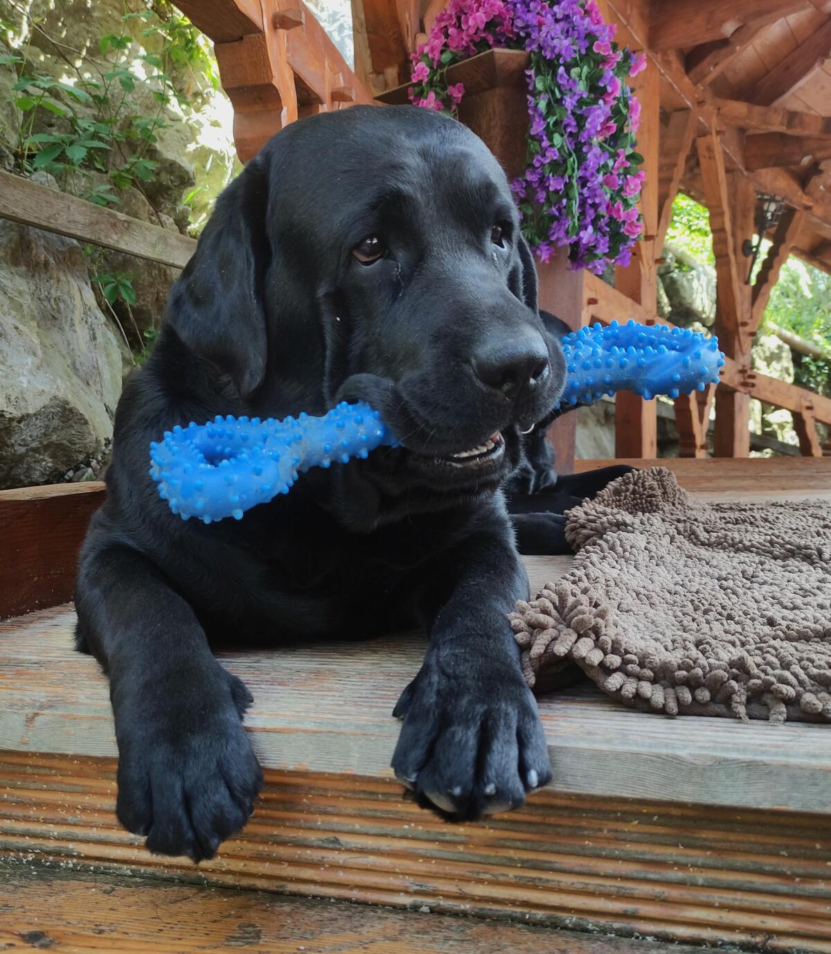 Wurfankündigung Dezember - Labradorwelpen in schwarz 2