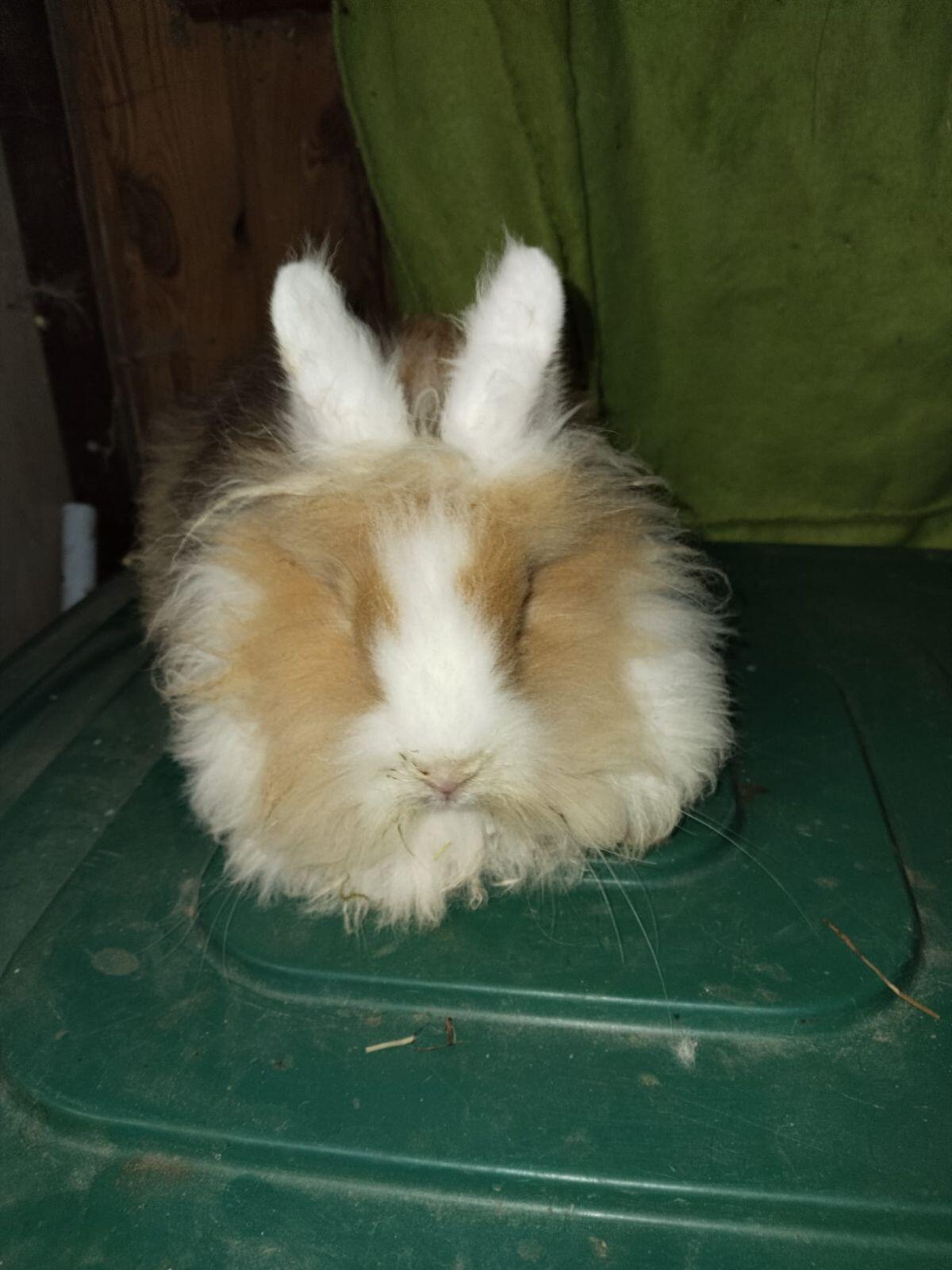 Angora Häsin 1